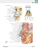 Frank H. Netter, MD - Atlas of Human Anatomy (6th ed ) 2014, page 52